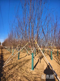 12公分红宝石海棠