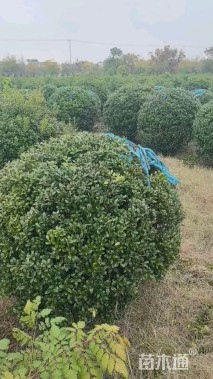 冠幅150厘米无刺枸骨球