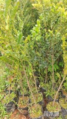 高度40厘米黑骨茶小苗