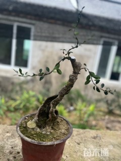 60公分造型紫薇
