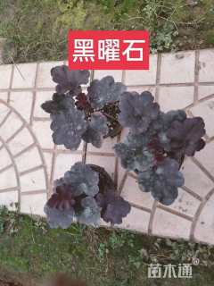 高度20厘米矾根