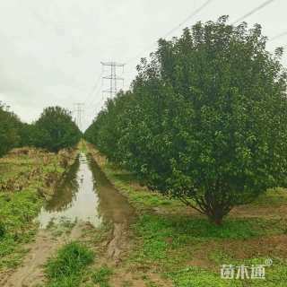 16公分绚丽海棠