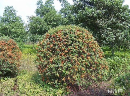 冠幅150厘米火棘球