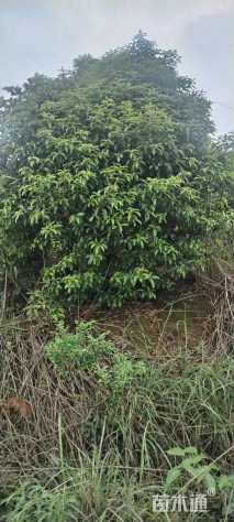 高度300厘米红花继木