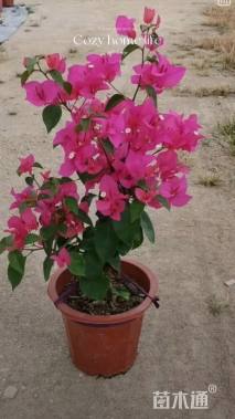 高度30厘米三角梅