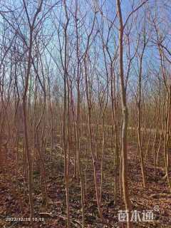 高度300厘米乌桕小苗