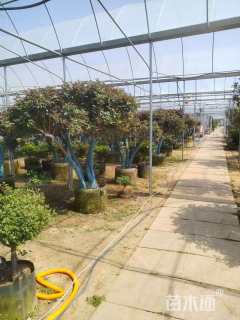 高度200厘米古桩月季