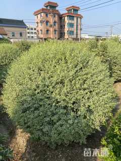 冠幅180厘米银姬小蜡球