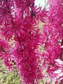 3公分菊花桃