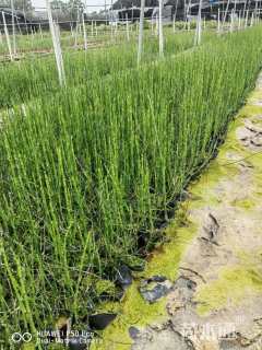 高度50厘米木贼