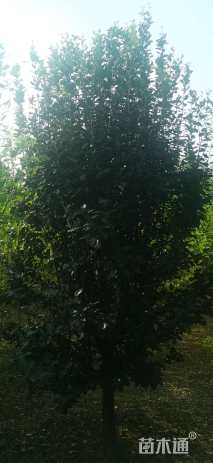 10公分西府海棠