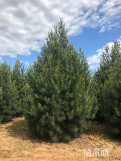 高度400厘米白皮松