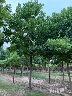 15公分楸树