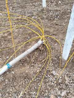 12公分金枝垂槐