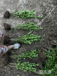 高度30厘米瓜子黄杨小苗