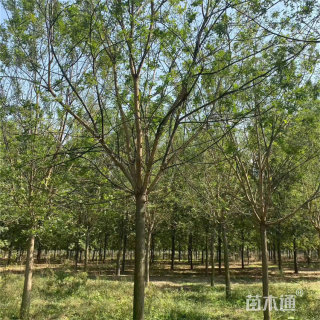16公分国槐