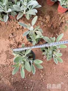 高度28厘米绵毛水苏