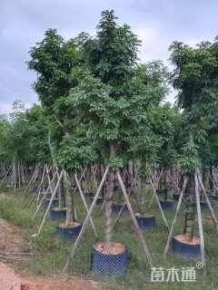 10公分海南红豆