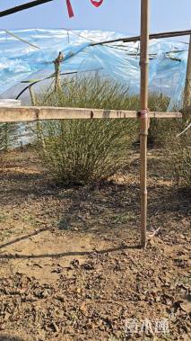 高度100厘米棣棠