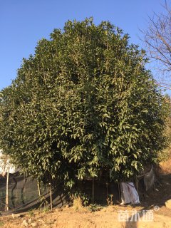 20公分丹桂