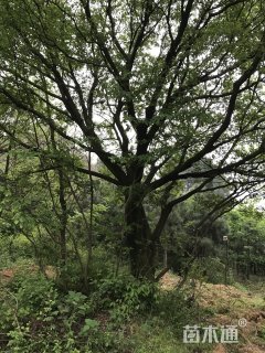 28公分朴树