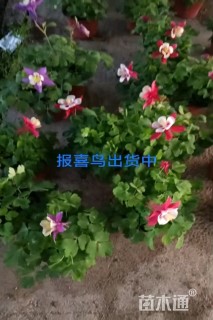高度20厘米耧斗菜