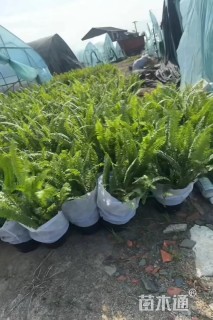 高度35厘米肾蕨
