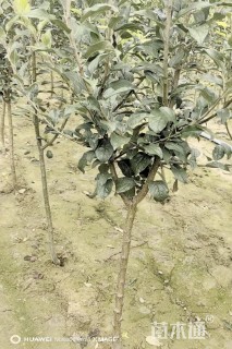 3公分苹果树