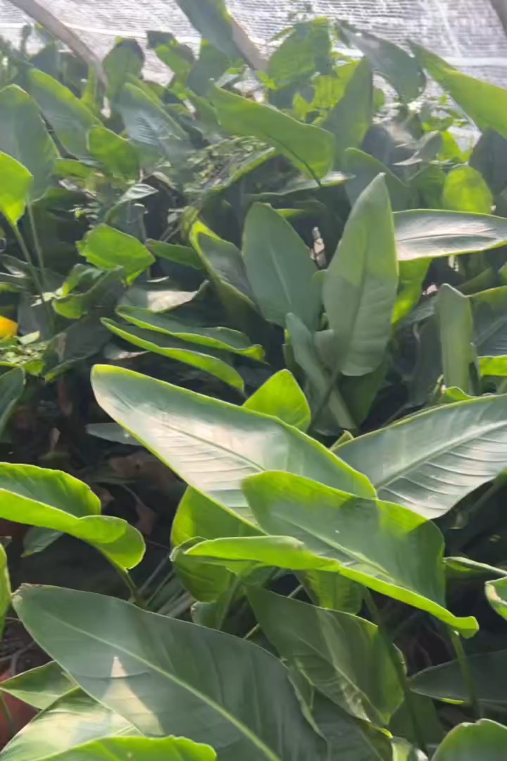 高度50厘米天堂鸟