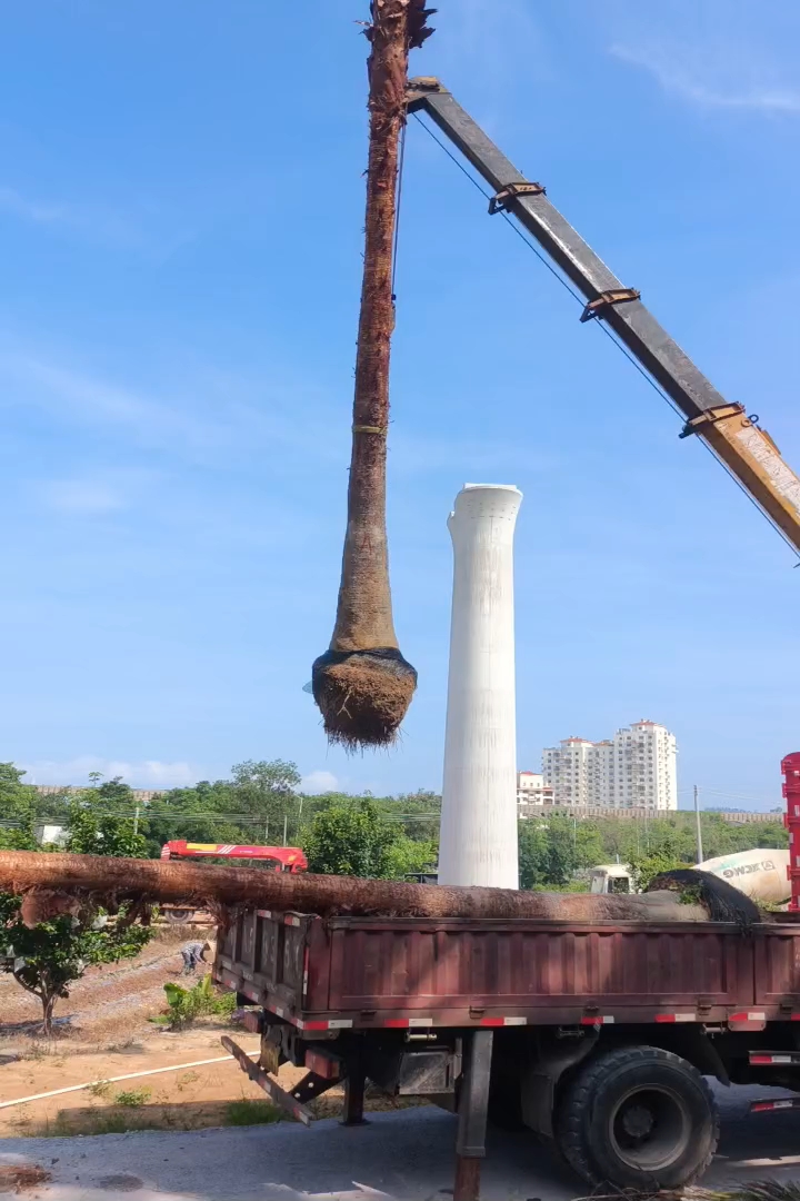 裸干高600厘米蒲葵