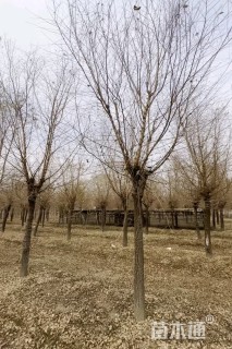 12公分榆树