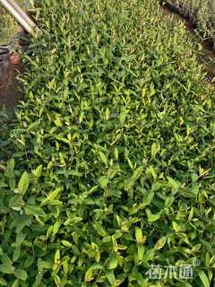 高度20厘米金丝桃