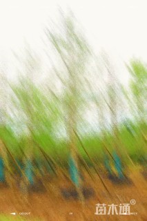 12公分银杏