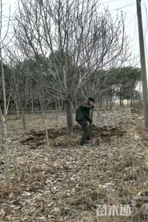 22公分紫玉兰
