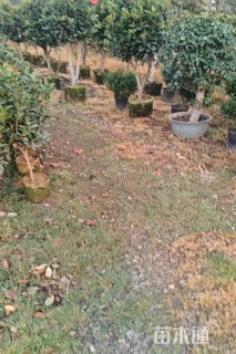 高度160厘米四季茶花