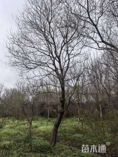 20公分造型乌桕