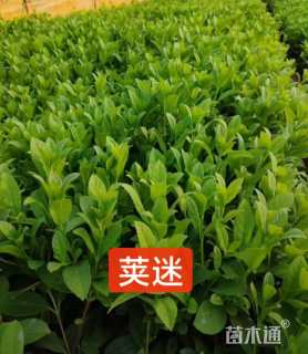 高度20厘米荚迷