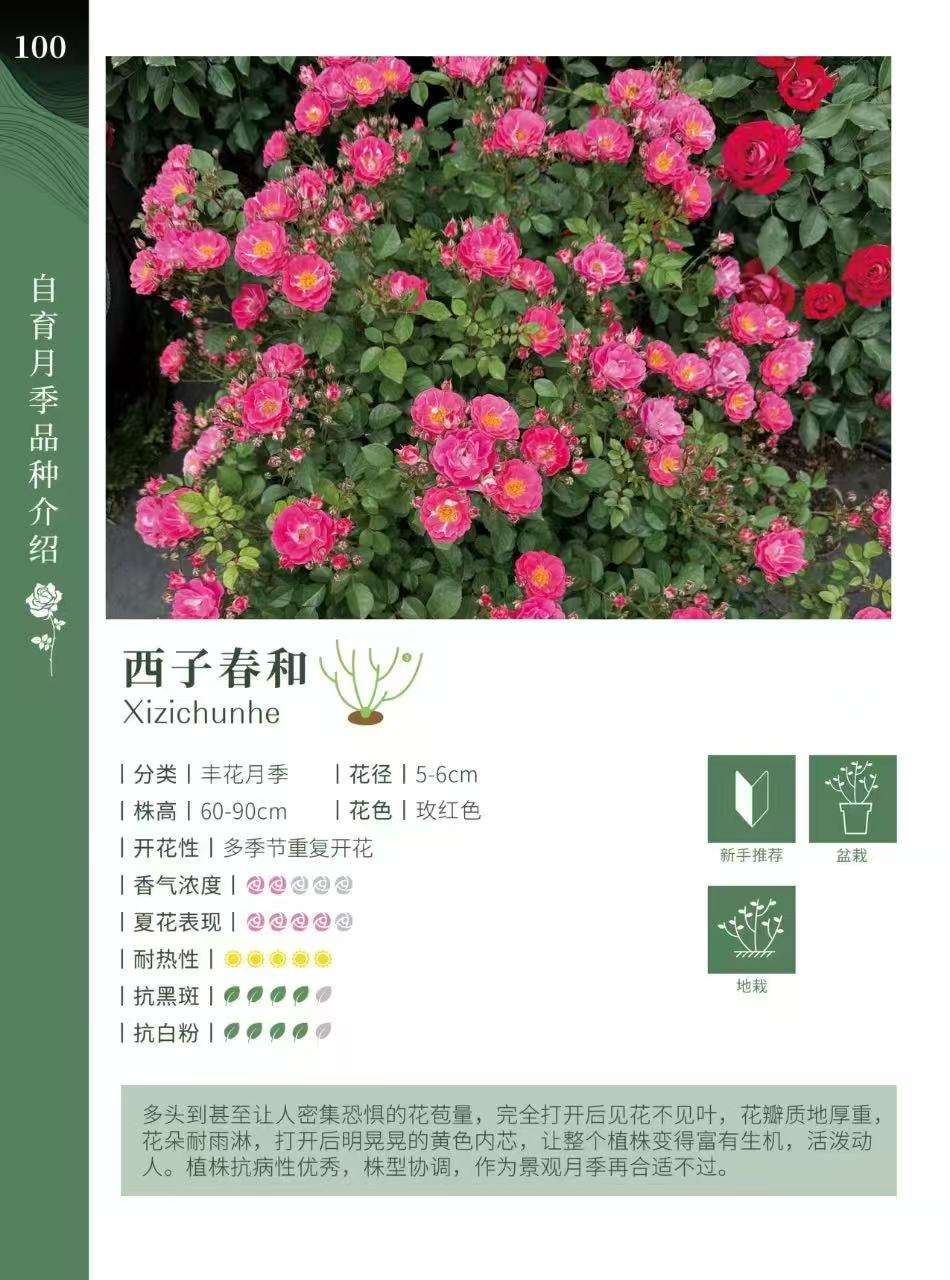 高度20厘米月季