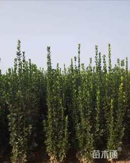 高度300厘米大叶黄杨柱