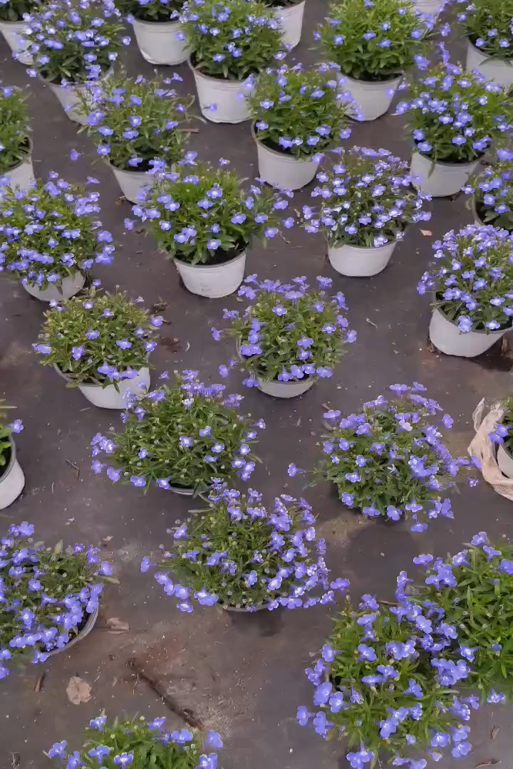 高度20厘米半边莲