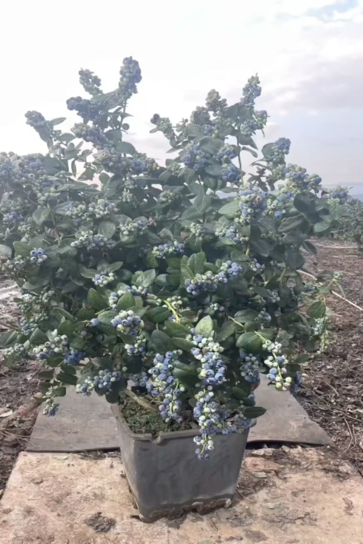 高度50厘米蓝莓