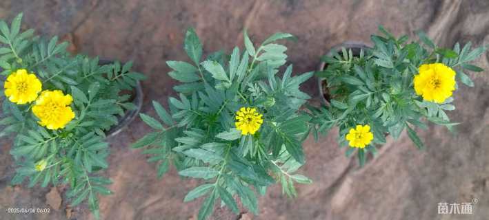 高度20厘米孔雀草