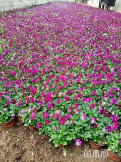 高度20厘米三色堇