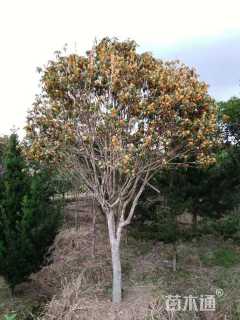 黄金桂