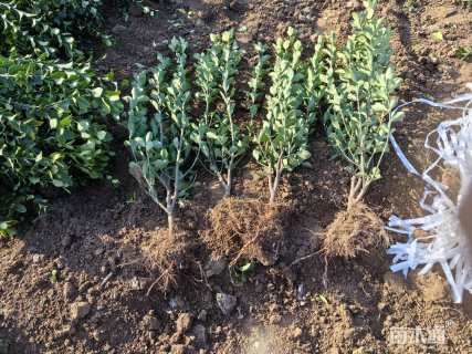 高度60厘米大叶黄杨