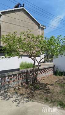 高度350厘米蜡梅