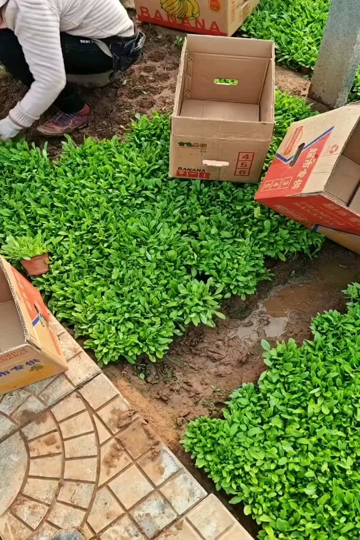 高度15厘米鼠尾草