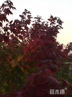 10公分美国红枫-秋火焰