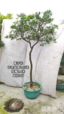 高度200厘米栀子花