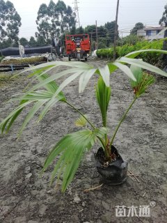 裸干高40厘米蒲葵
